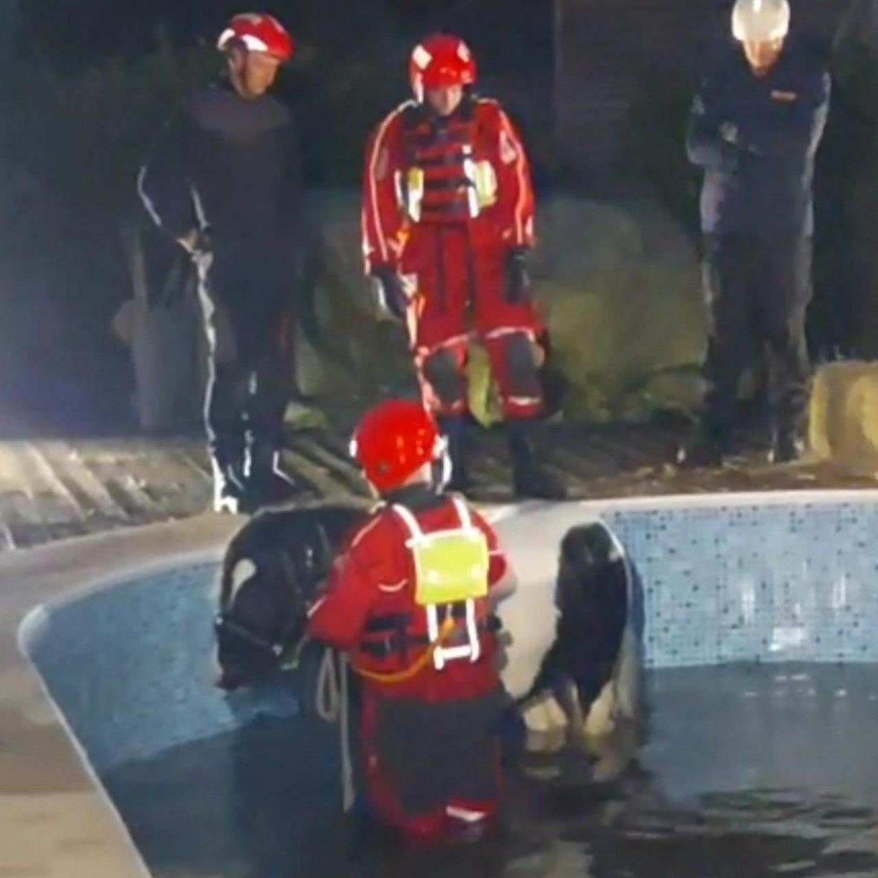 Black and white small horse at edge of pool with firefighter in the pool with the horse.