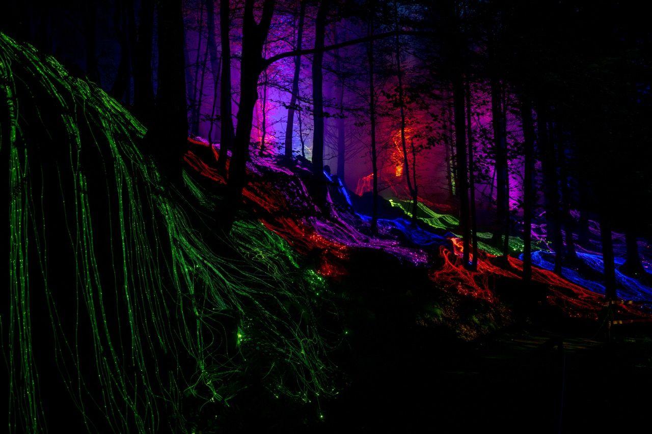 Night image of bright lights snaking over a forest floor in colours of green, red, purple and blue. Other lights are positioned below each tree so they are illuminated against the dark sky.