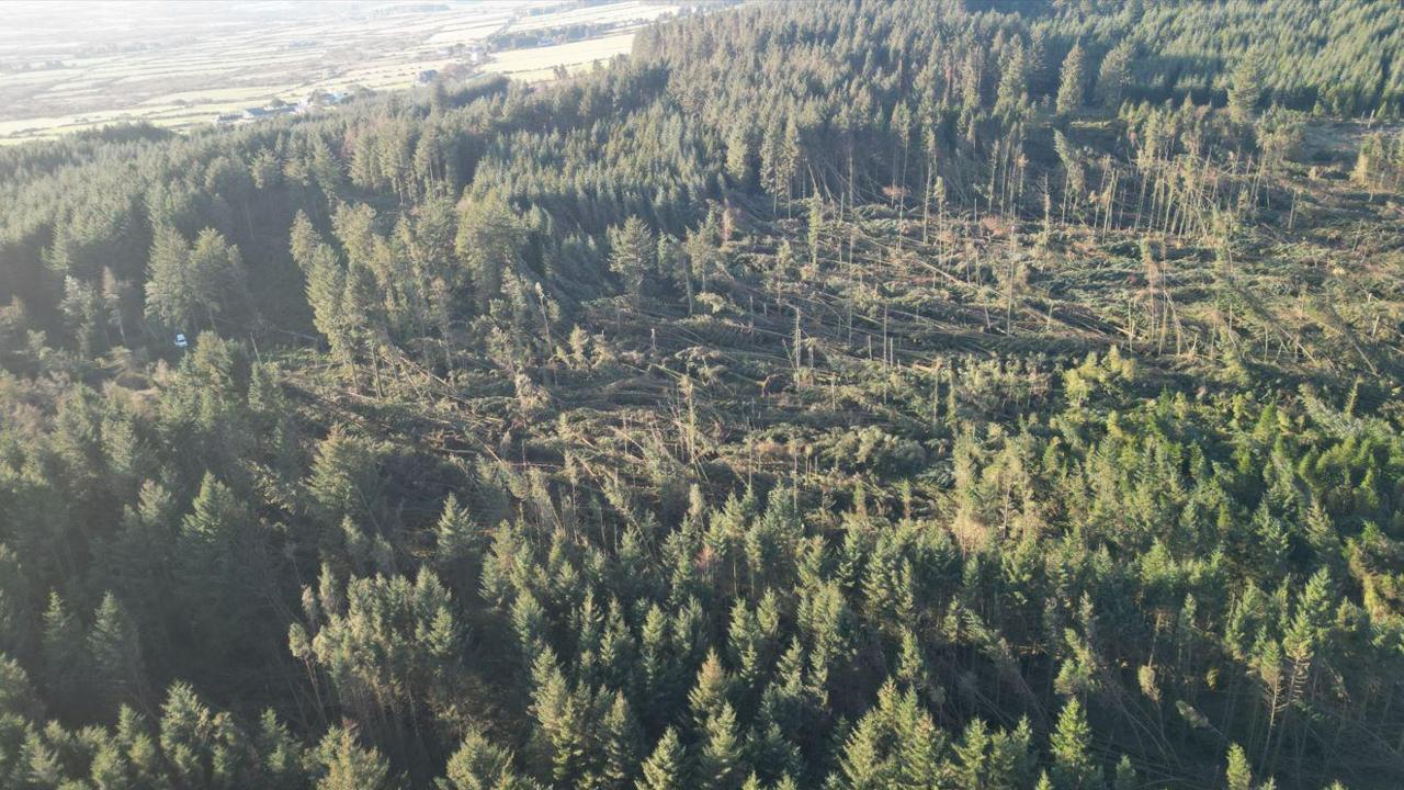 A number of trees flattened in the middle of the South Barrule plantation.