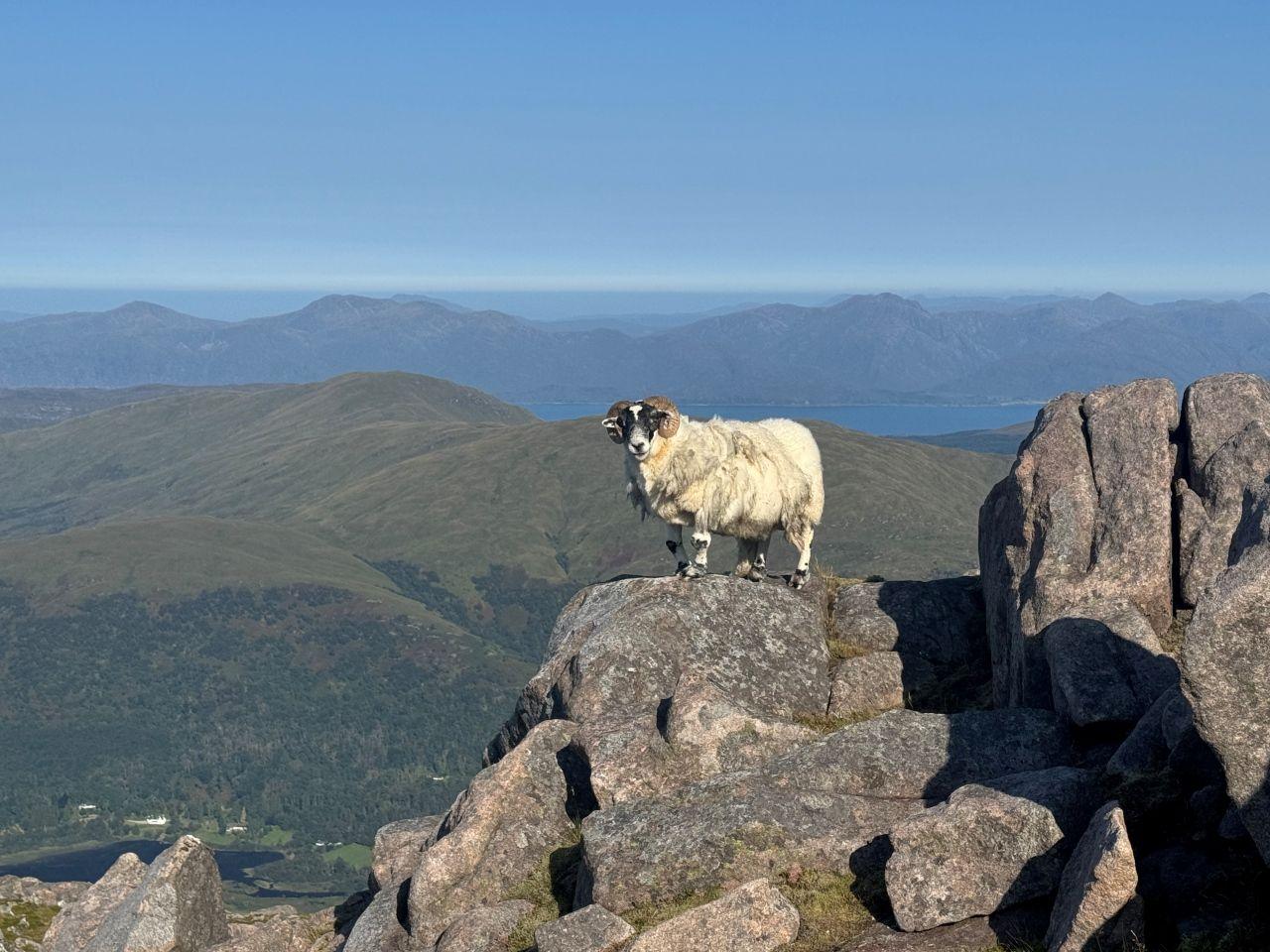 A lone sheep stands atop the summit of a Munro, with hills and valleys in the background