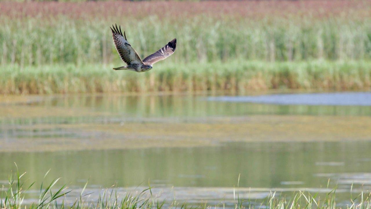 A buzzard in mid-flight above a lake with its large brown and white wings outstretched. Reeds are in the foreground and in the distance.