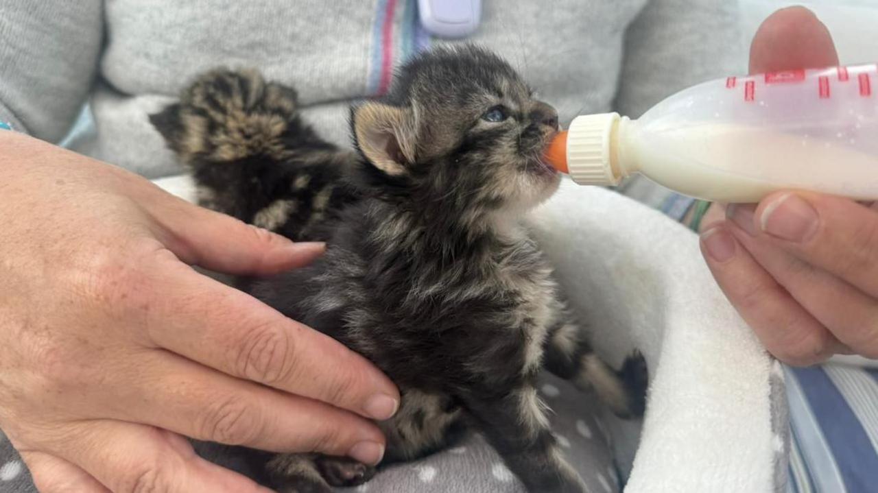 A two tabby kittens sat on a cat bed that is grey with white spots on the bottom with a white rim. One of the kittens is facing a person with a grey cardigan. The other kitten is being held and is being fed with a clear bottle of milk with an orange top. 