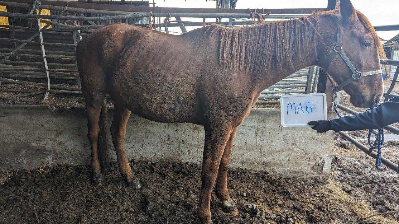 A horse, with prominent ribs, standing in a dirty barn enclosure