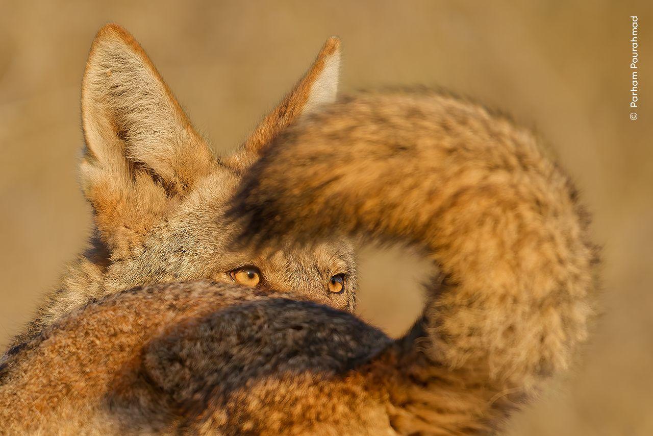 A coyote's golden eyes framed as it peeked through the tail of another coyote
