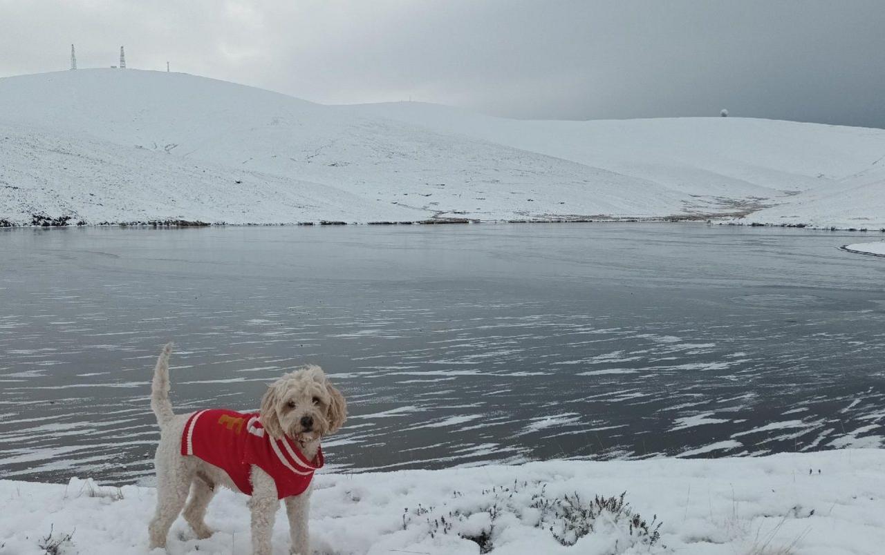 A white cockerpoo wearing a red coat standing on a snowy path beside a frozen lake