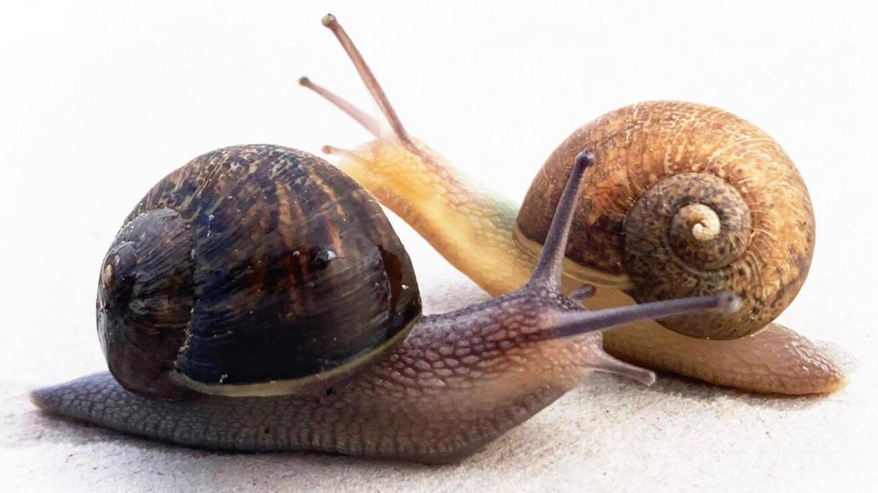 A dark brown left-spiralling snail is in front of a lighter brown snail with a right-spiralling shell.
