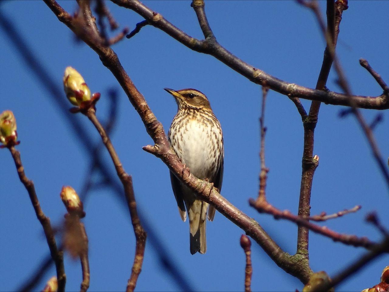 A white and gold bird sits in a tree surrounded by branches.