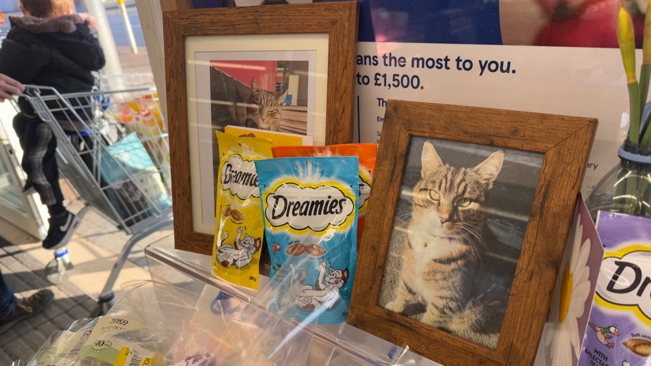 A picture of Oscar the cat in a wooden frame next to packets of Dreamies cat treats