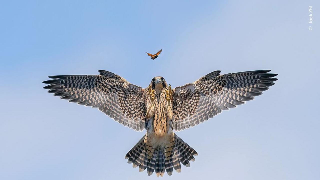 falcon, talons open, following a butterfly.