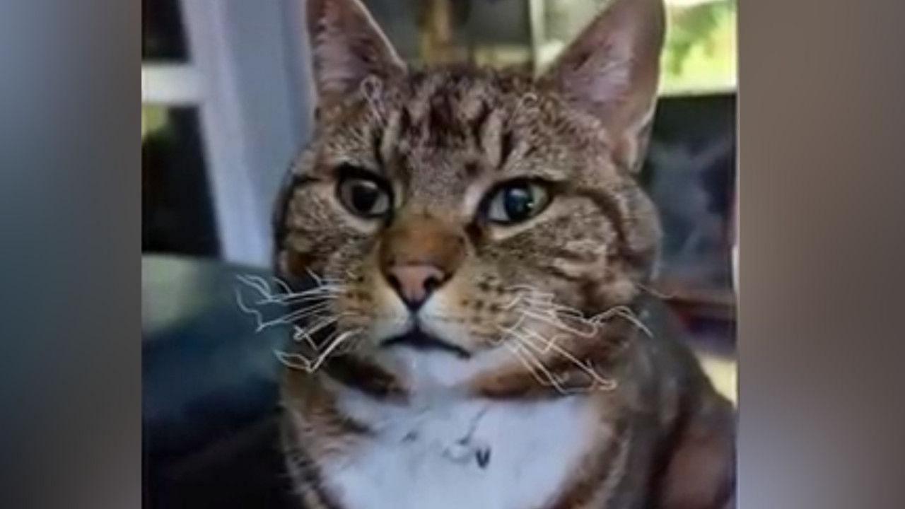 A brown and white cat with black spots on its face and white whiskers