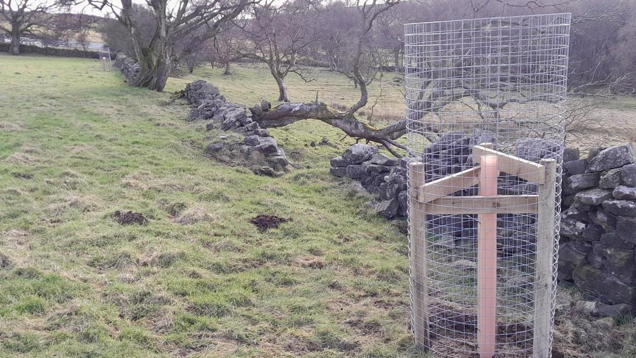 Trees on a boundary wall