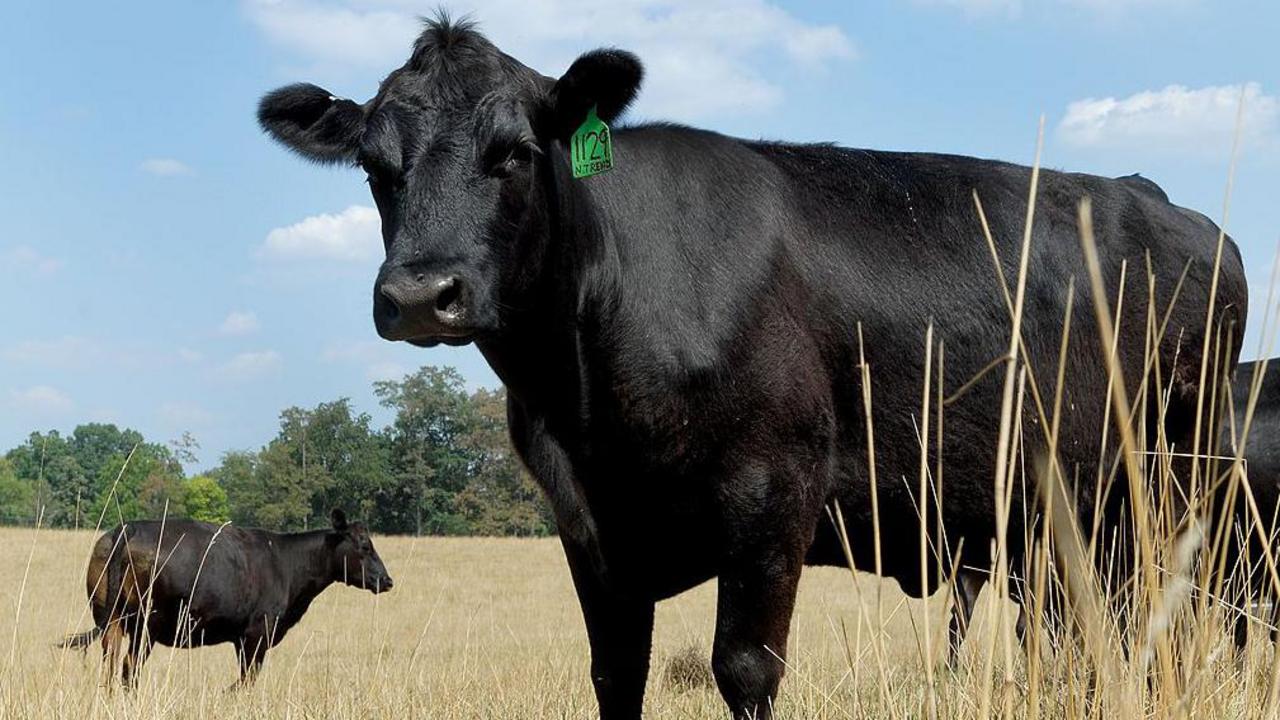 What's causing record high US beef prices? — image supplied by BBC Business's feed