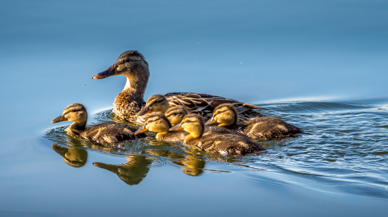 A family of mallard ducks swimming together. There are six ducklings with a mother.