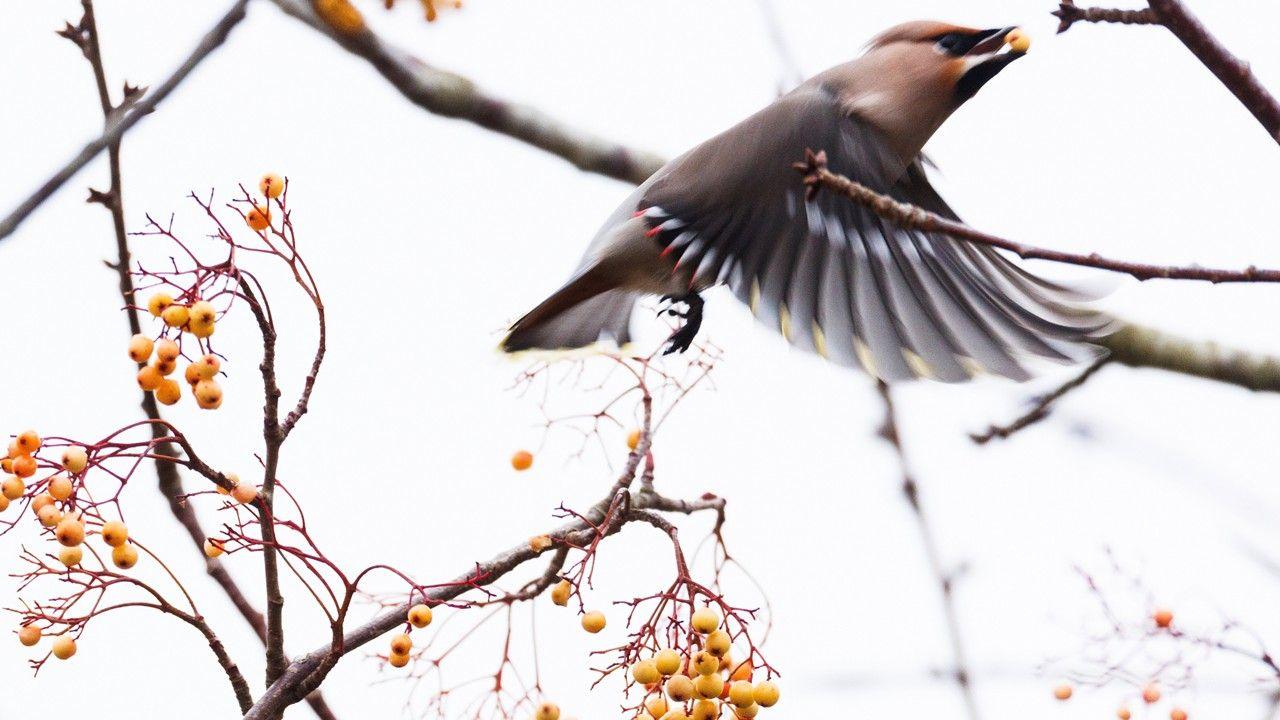 A bird in mid-flight with wings open flies among berry-laden trees with an orange berry in its beak
