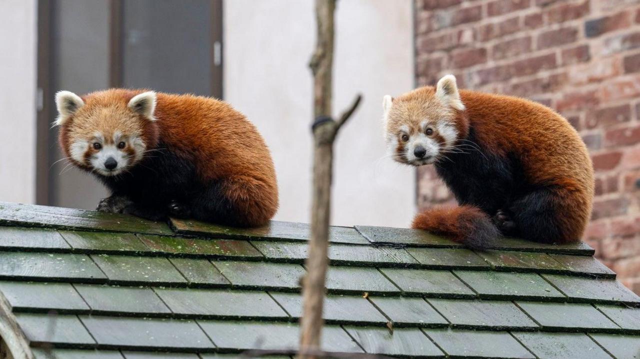 Two red pandas are sitting on a roof with green tiles. They look almost symmetrical with their head on the left and the rest of their body on the right.