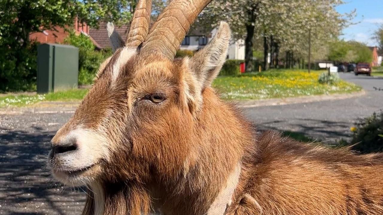 Boo the goat standing on a street