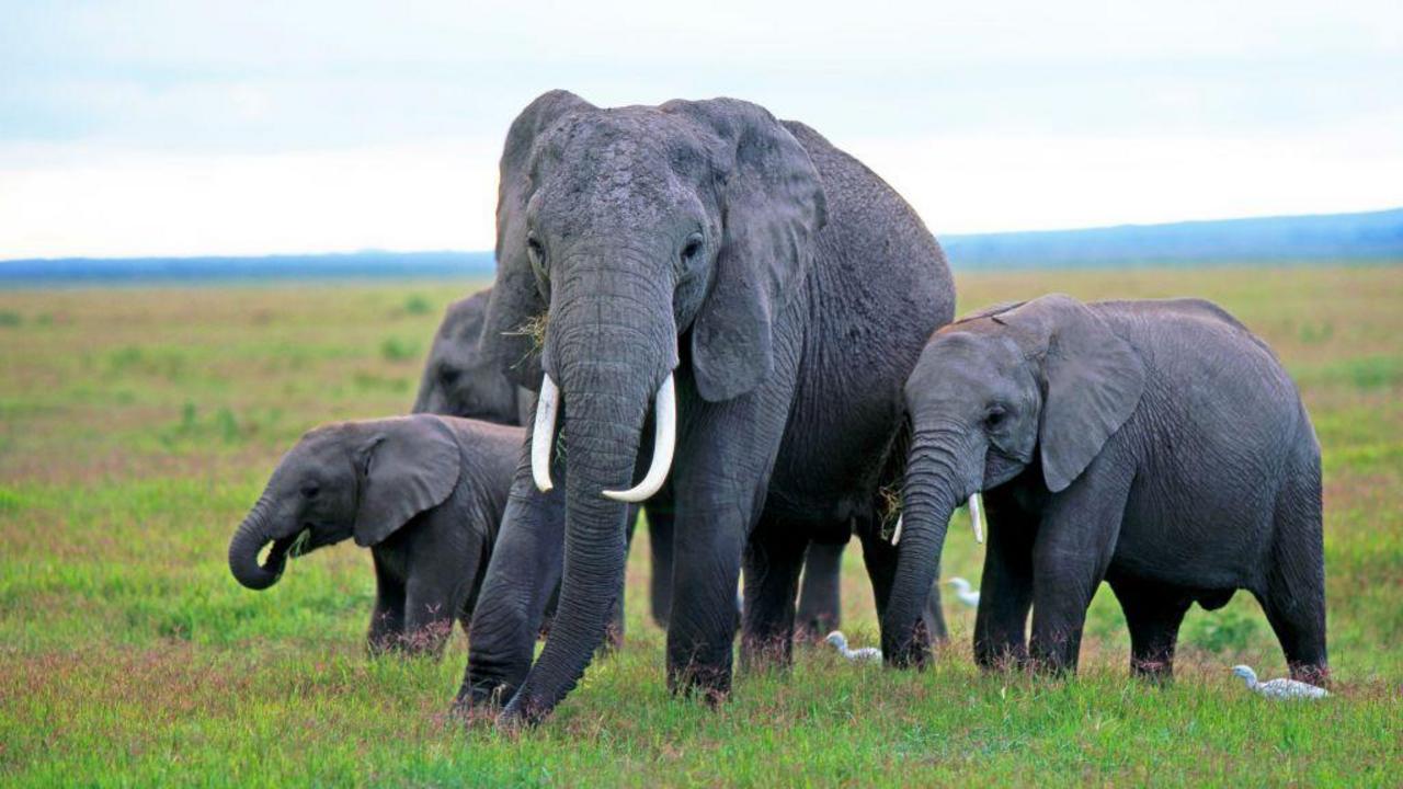 Mysterious elephant deaths in Kenya raise questions around pesticides — image supplied by BBC World's feed