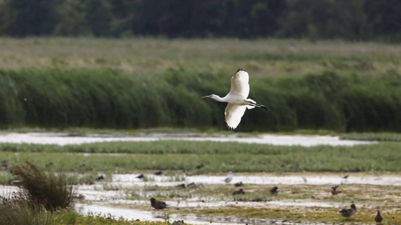 A large white spoonbill flies over green marshland.