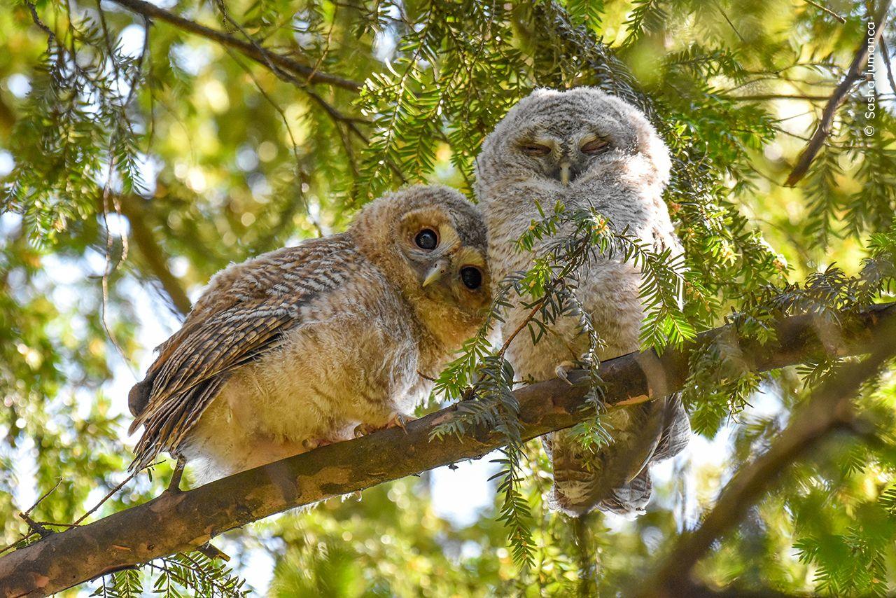 Two owls perched on a tree branch. 