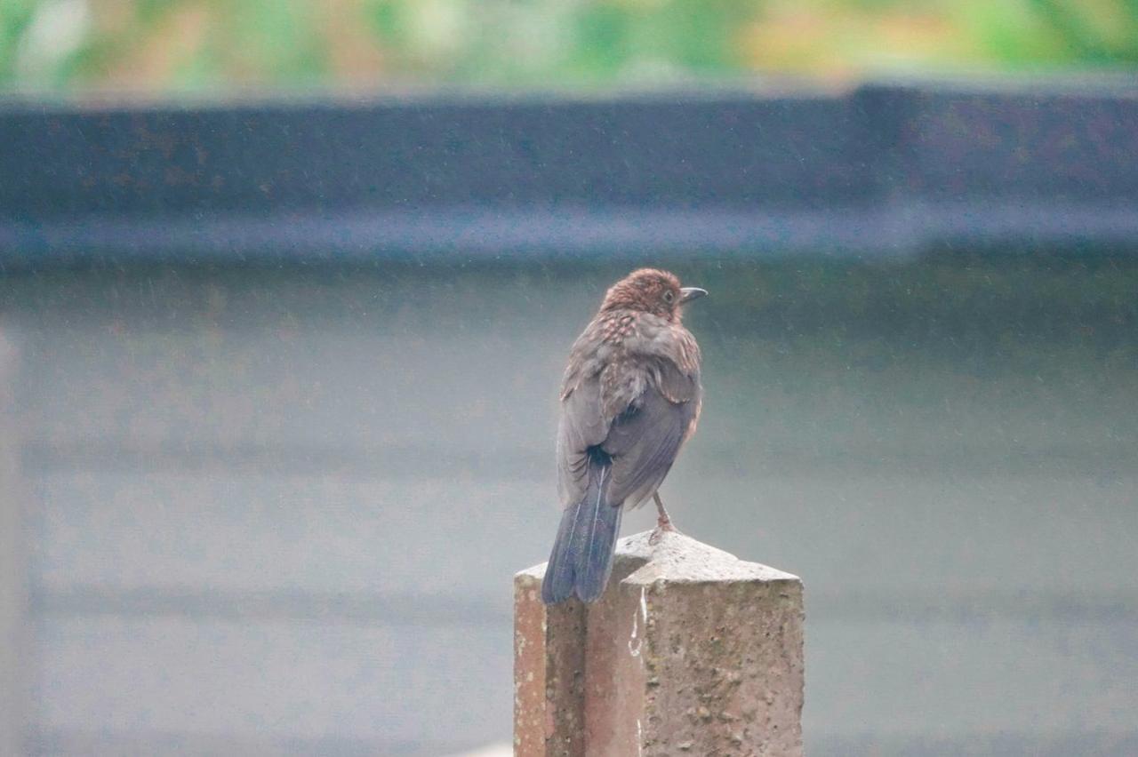 A bird with brown feathers sits on the top of a concrete post as droplets of rain can be seen in the air.