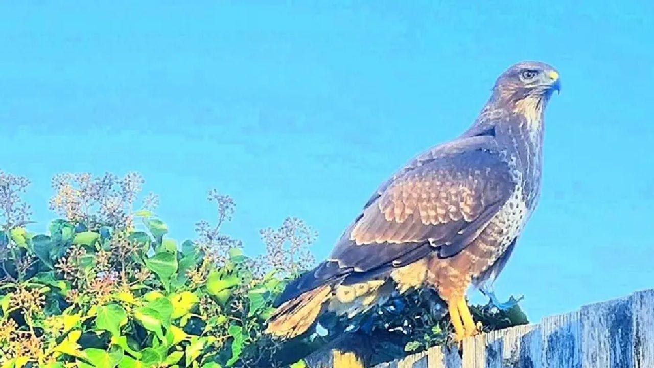 brenda the buzzard