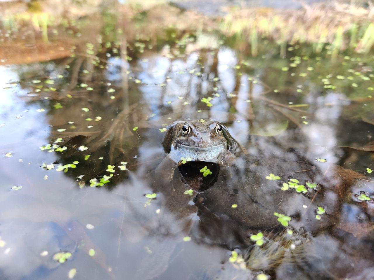 A frog in the middle of a pond surrounded by foliage.