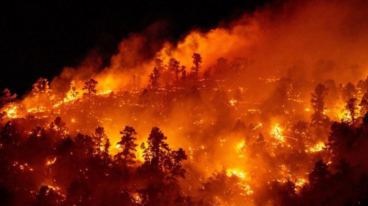 Trees burn in a wildfire in California