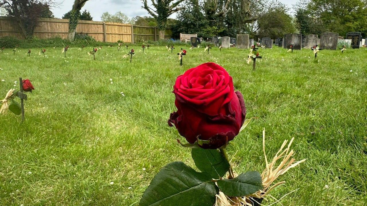 A general view of the cemetery with new roses on the iron crosses