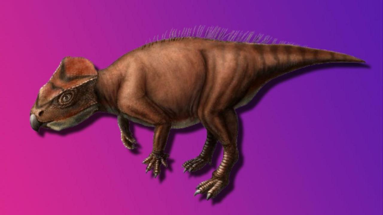 An artist's impression of what Sasayamagnomus saegusai might have looked like 