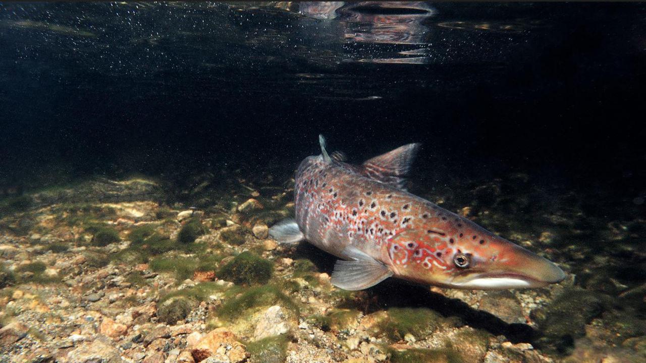 Wild Atlantic salmon.