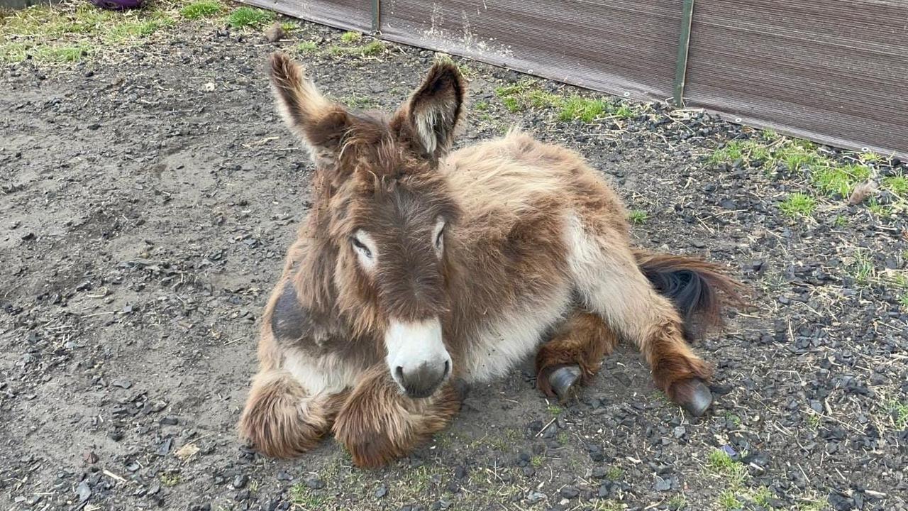 Fluffy brown and white donkey with eyes closed lying on the floor.