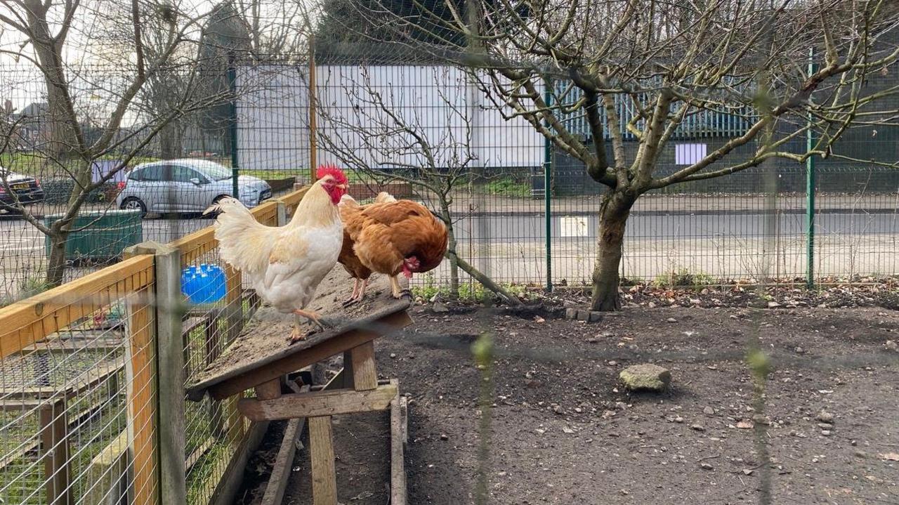 Two chickens are sitting in a pen inside the farm. There are trees planted inside the pen and cars are parked on the road behind