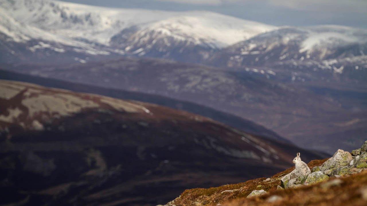 Hare in Southern Cairngorms on 23 March