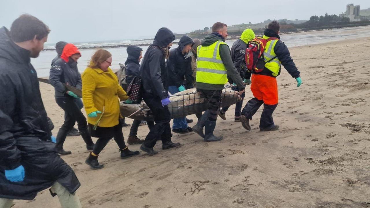 A group of people carrying the dead thresher shark in a net with one woman supporting its long 