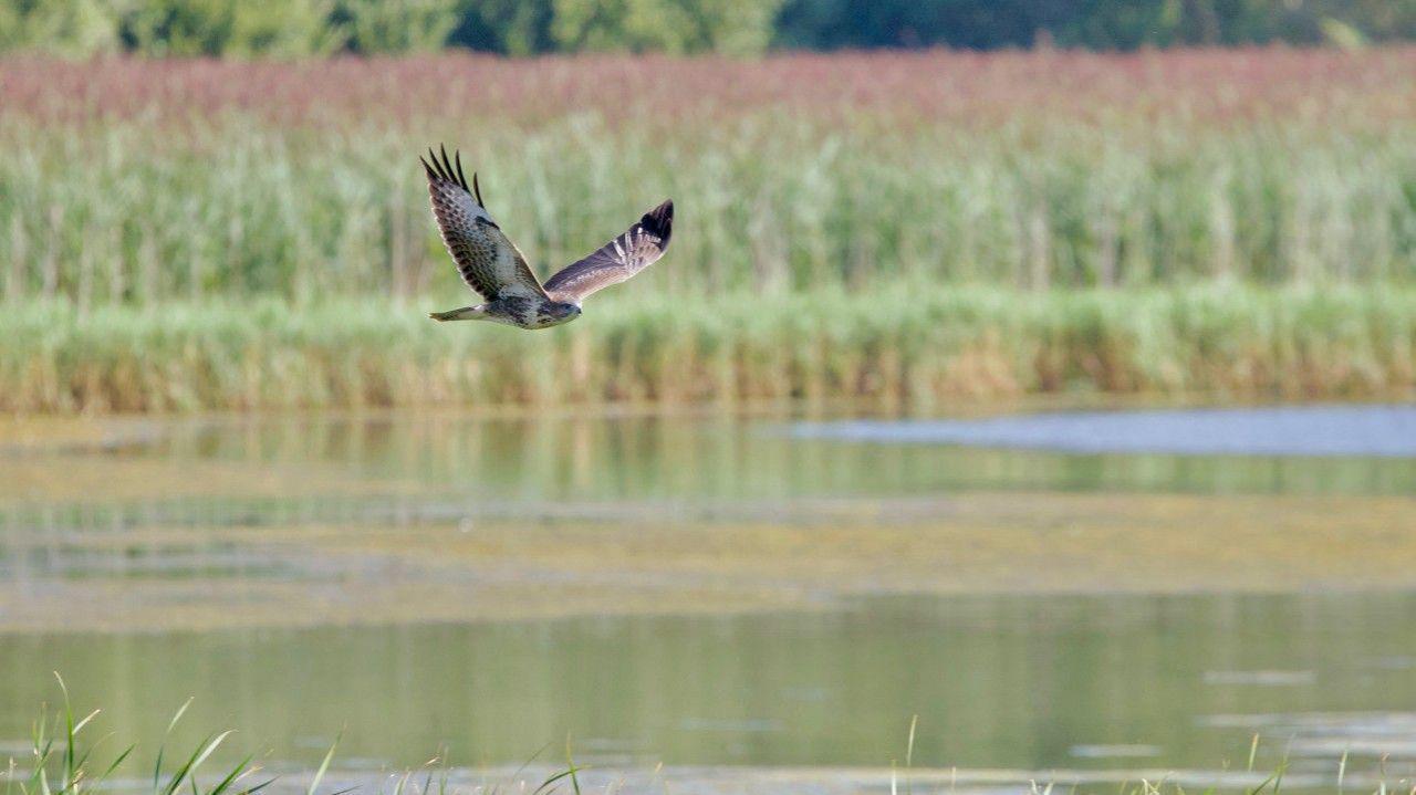 A buzzard in mid-flight above a lake with its large brown and white wings outstretched. Reeds are in the foreground and in the distance.