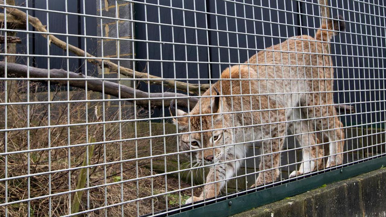 Freddie the lynx prowls along the side of his enclosure, which has a metal fence to separate him from the public. In his enclosure are branches and green plants. His coat is brown and white with dark brown spots and he is looking directly at the camera. 