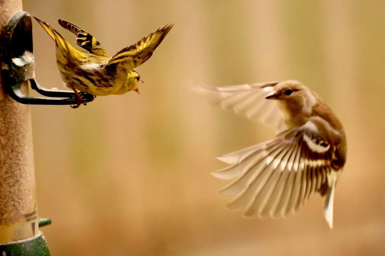 Two birds flying around a bird feeder