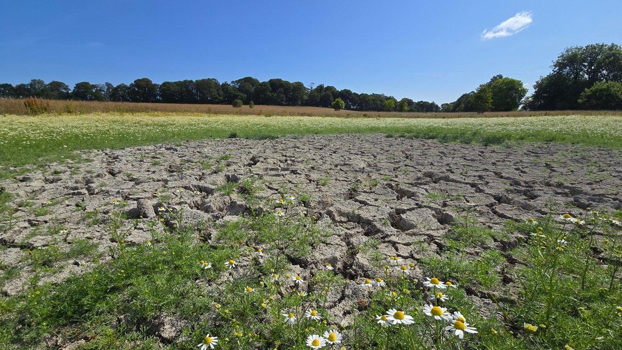 Some daisies in the foreground with very cracked dry earth and a field and blue sky behind
