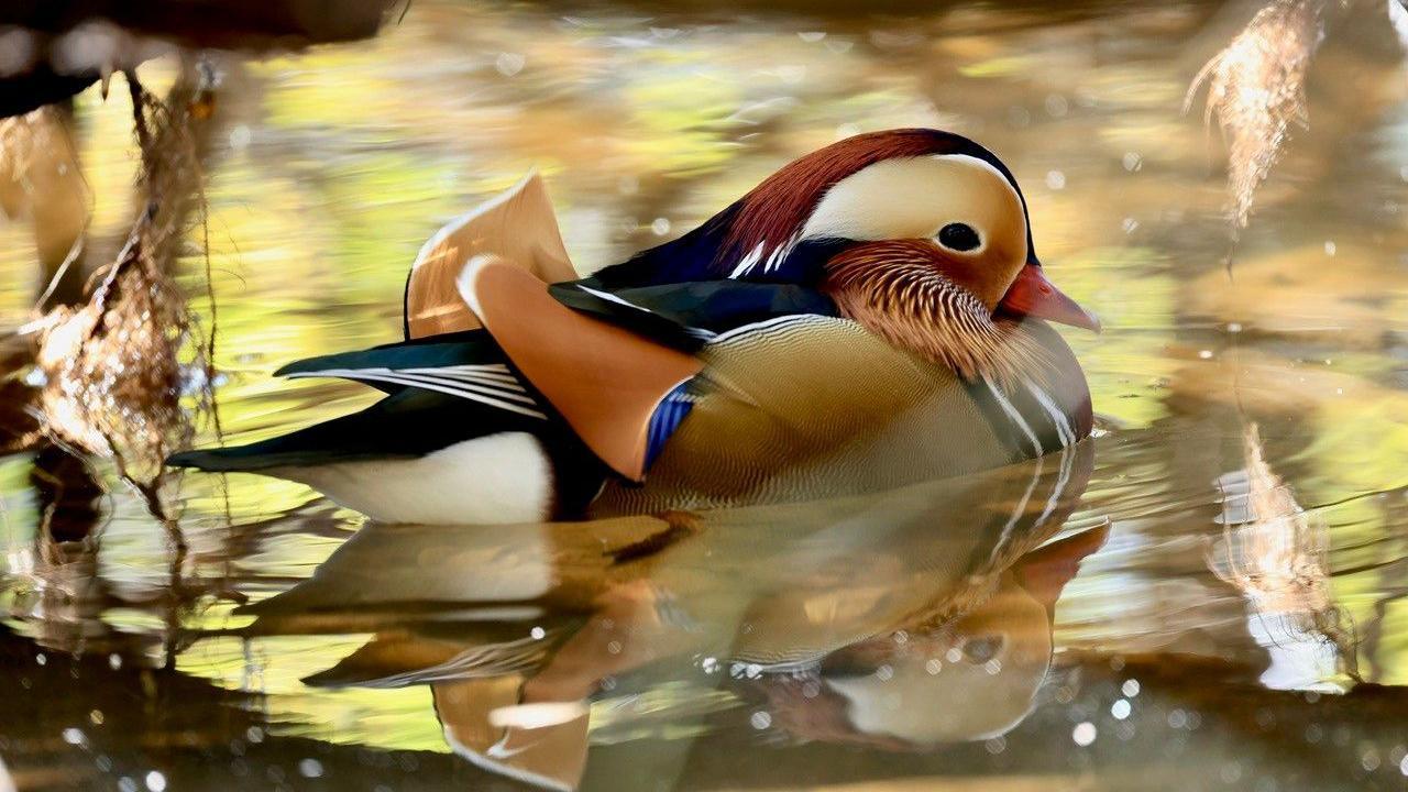 Black, tan, white and blue coloured small duck floating on the water