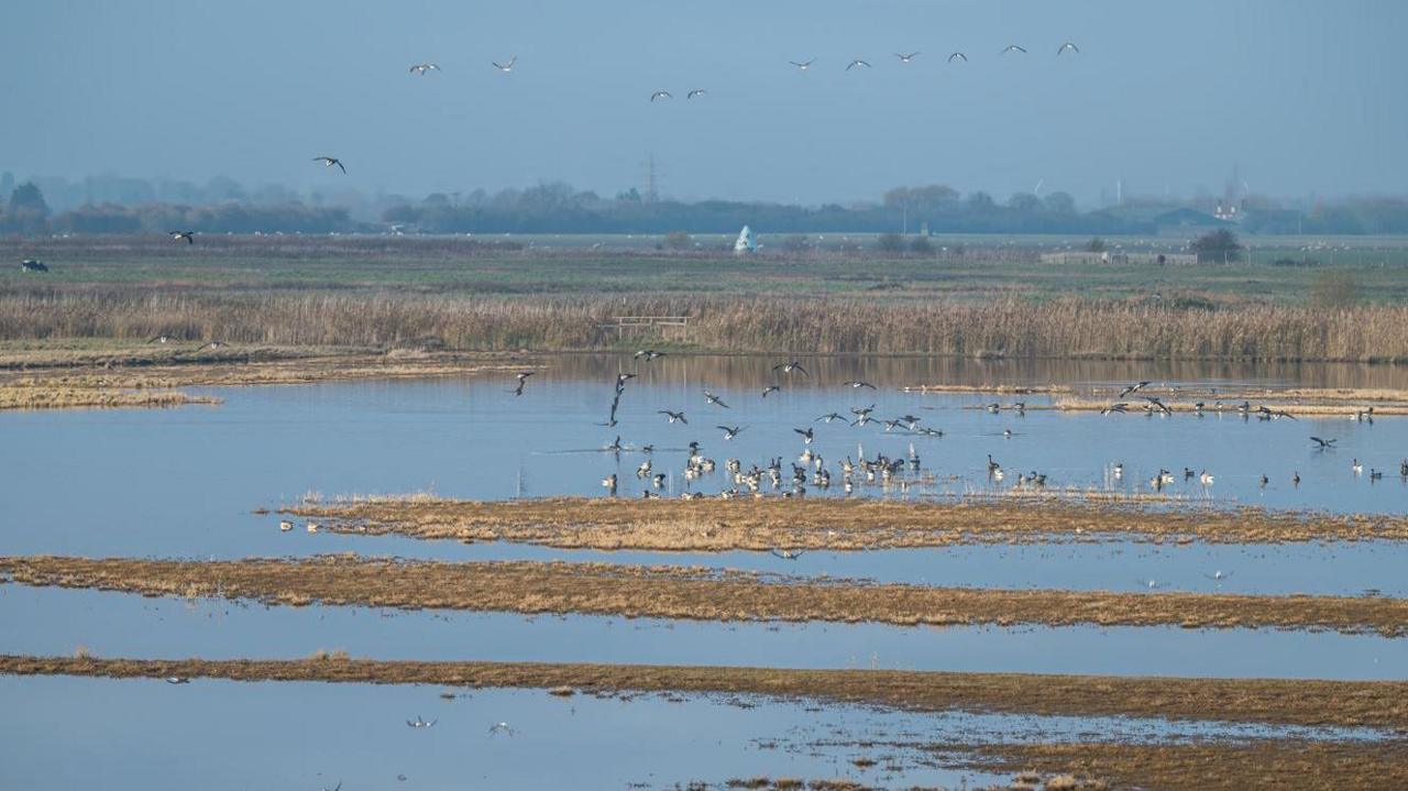 RSPB Frampton Marsh