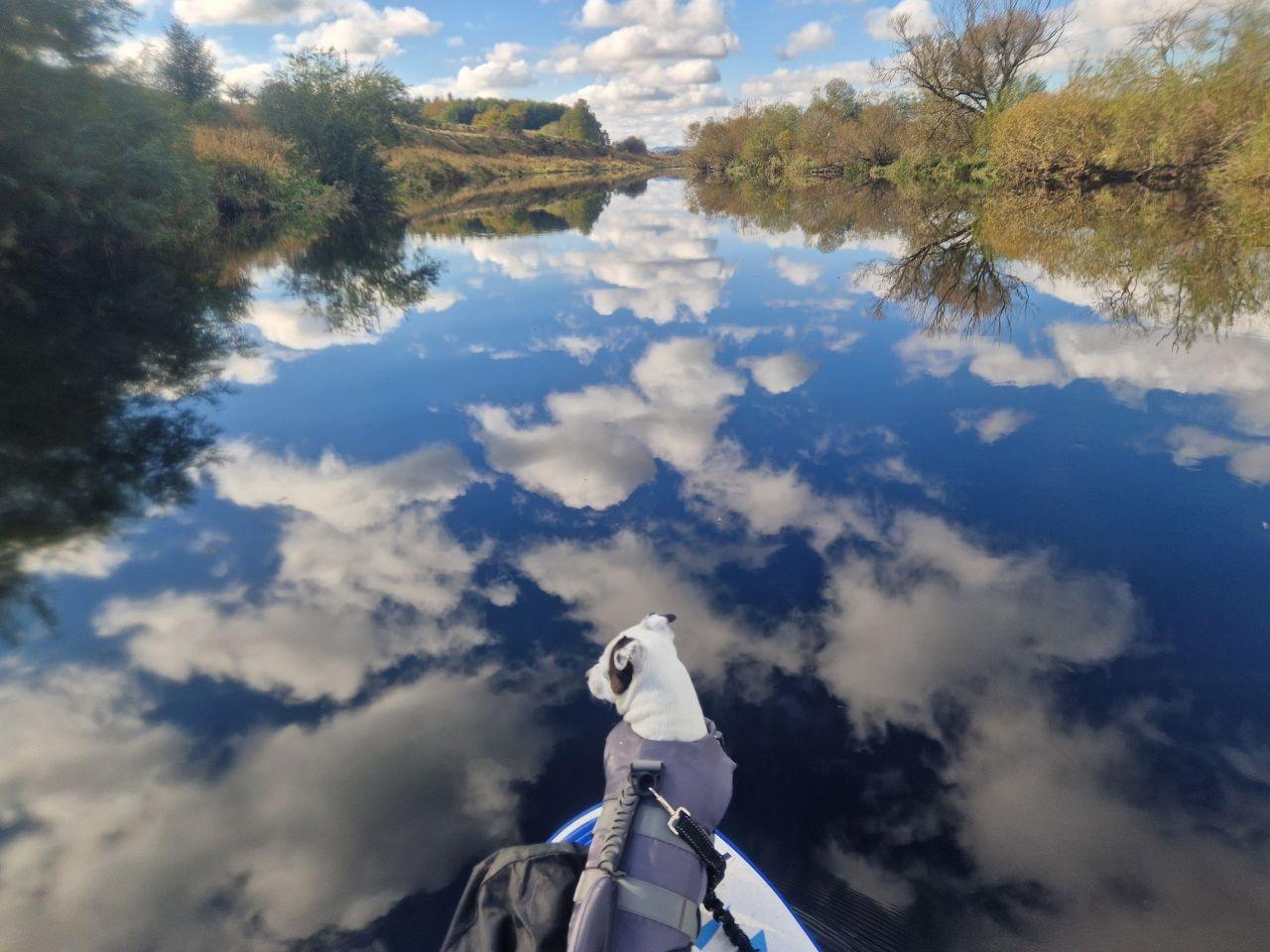 A river with the sky reflected in it. A dog with a harness sits on a paddle-board in the foreground looking over the water