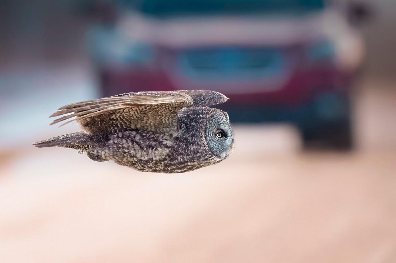 Owl flying in front of a truck. 