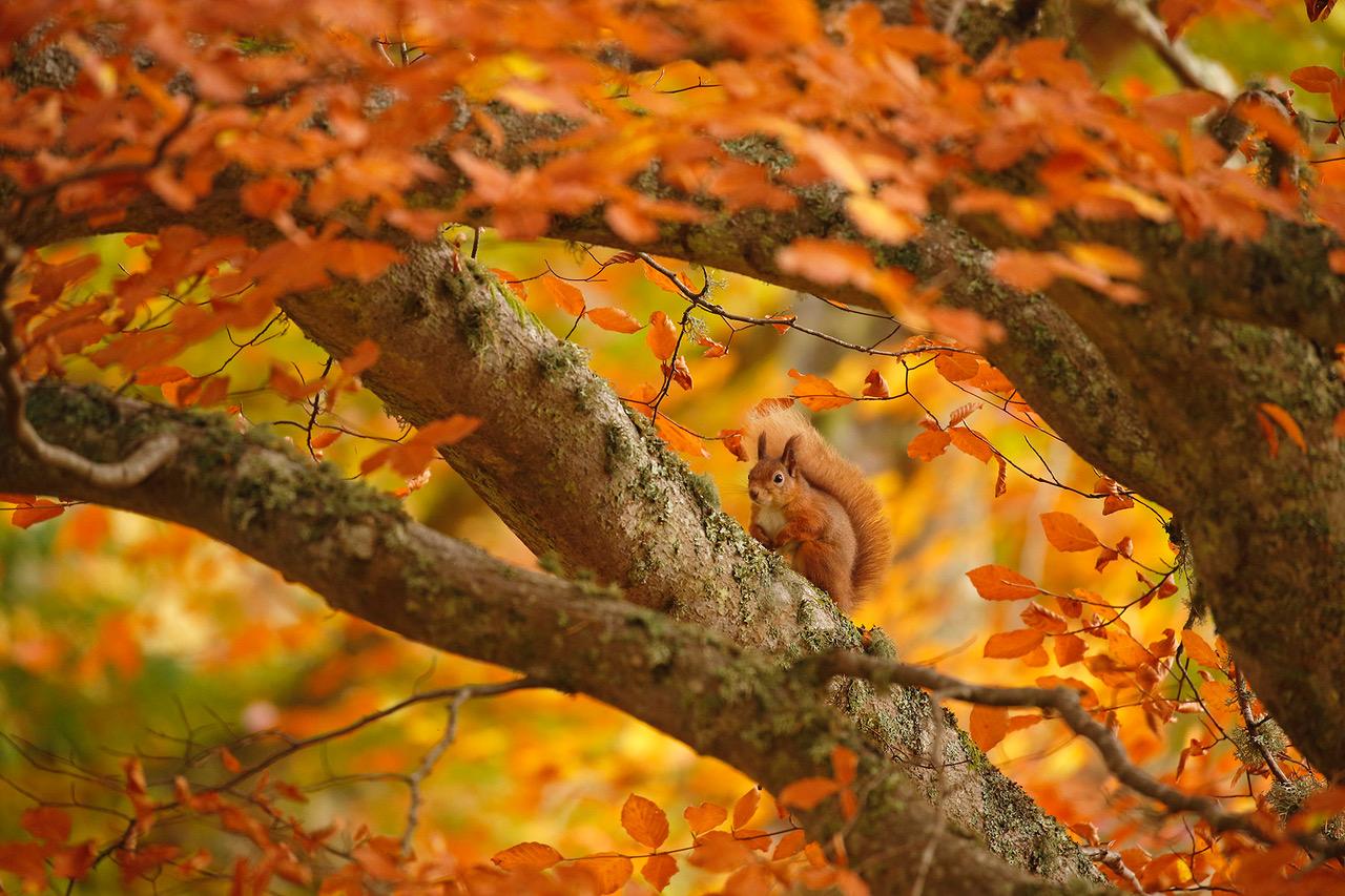 Red squirrel