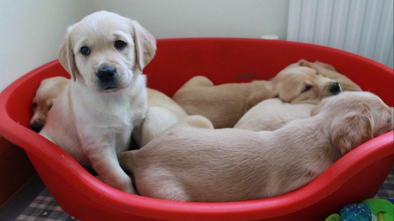 A litter of Labrador cross Golden Retriever puppies snuggled up in a red basket. One dog is sitting up facing towards the camera, the other four are lying down, facing in various directions.