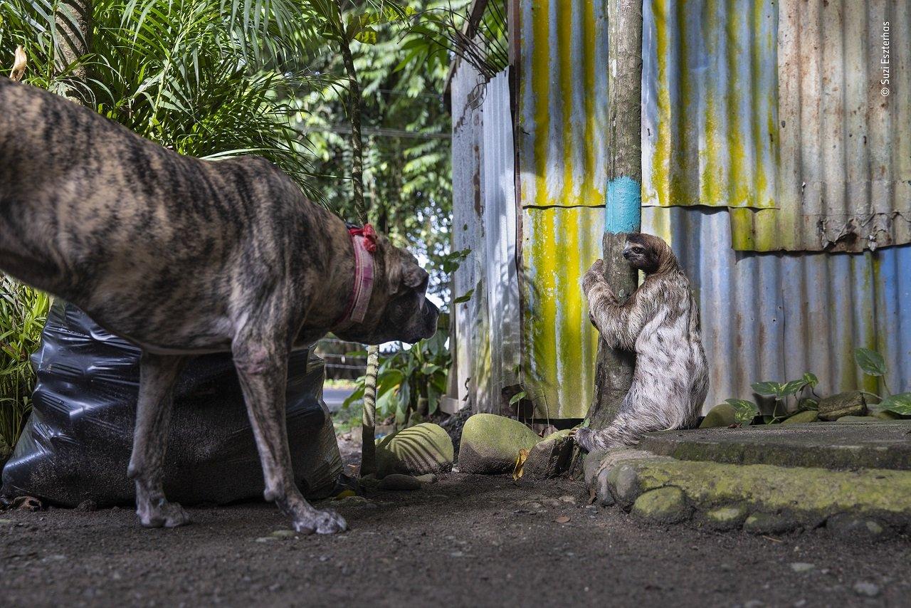 sloth-and-dog.