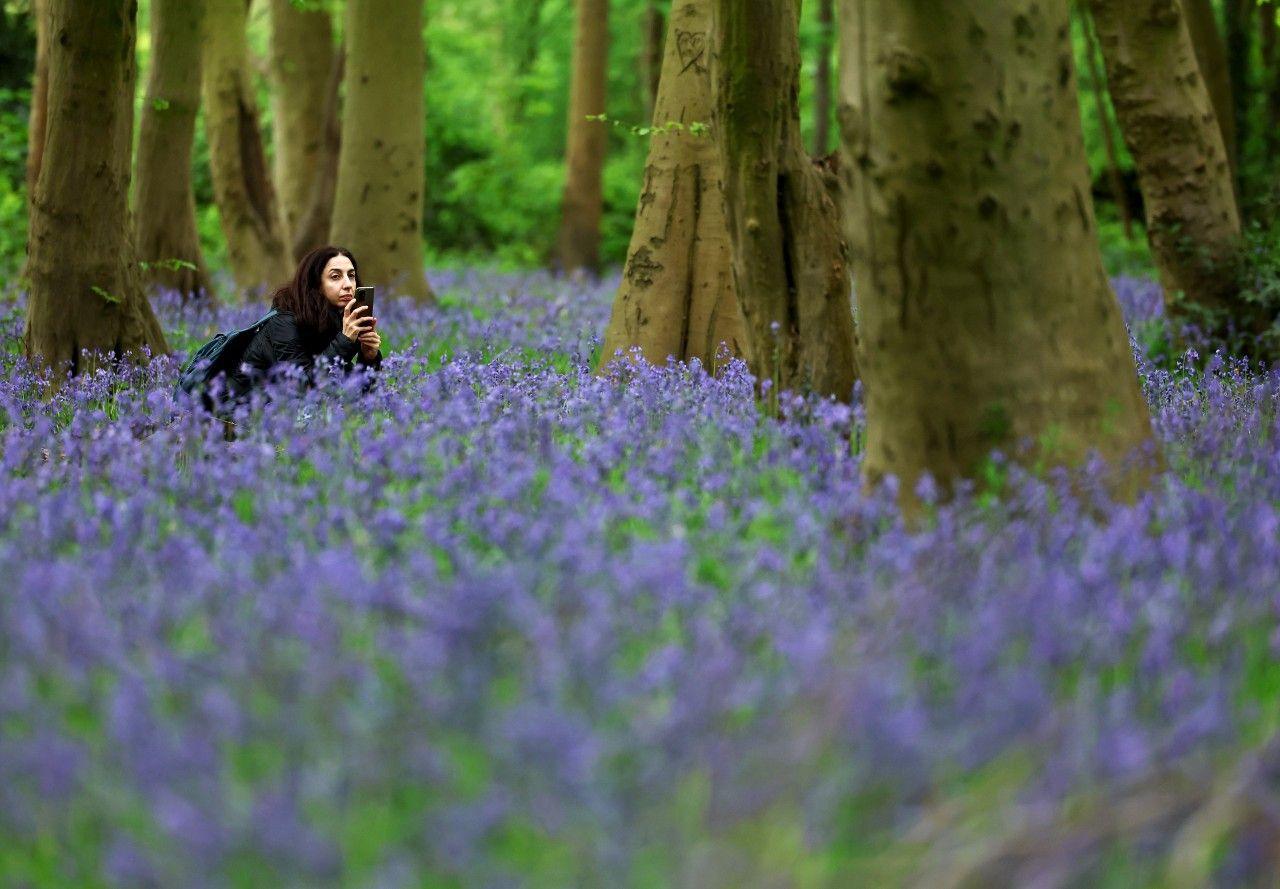 A woman views bluebells through her cameraphone as they bloom at Chalet Wood in Wanstead Forest