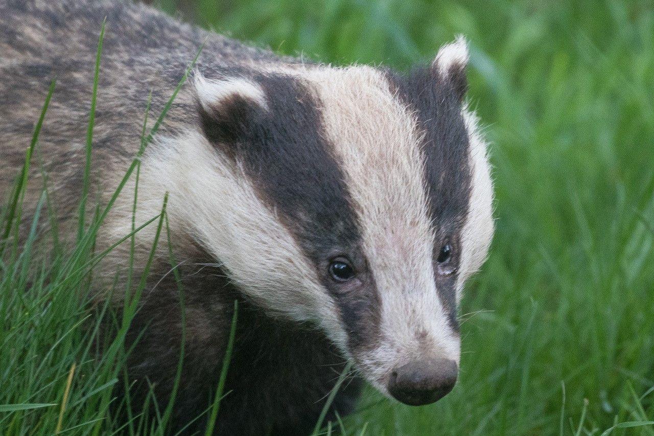 Close up of a badger