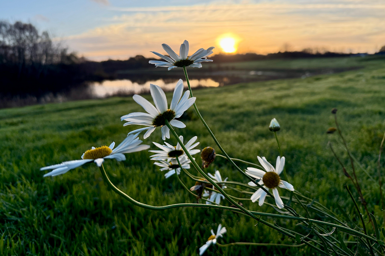 Daisies in a field in Hereford. The grass is long and there is a river in the background, out of focus
