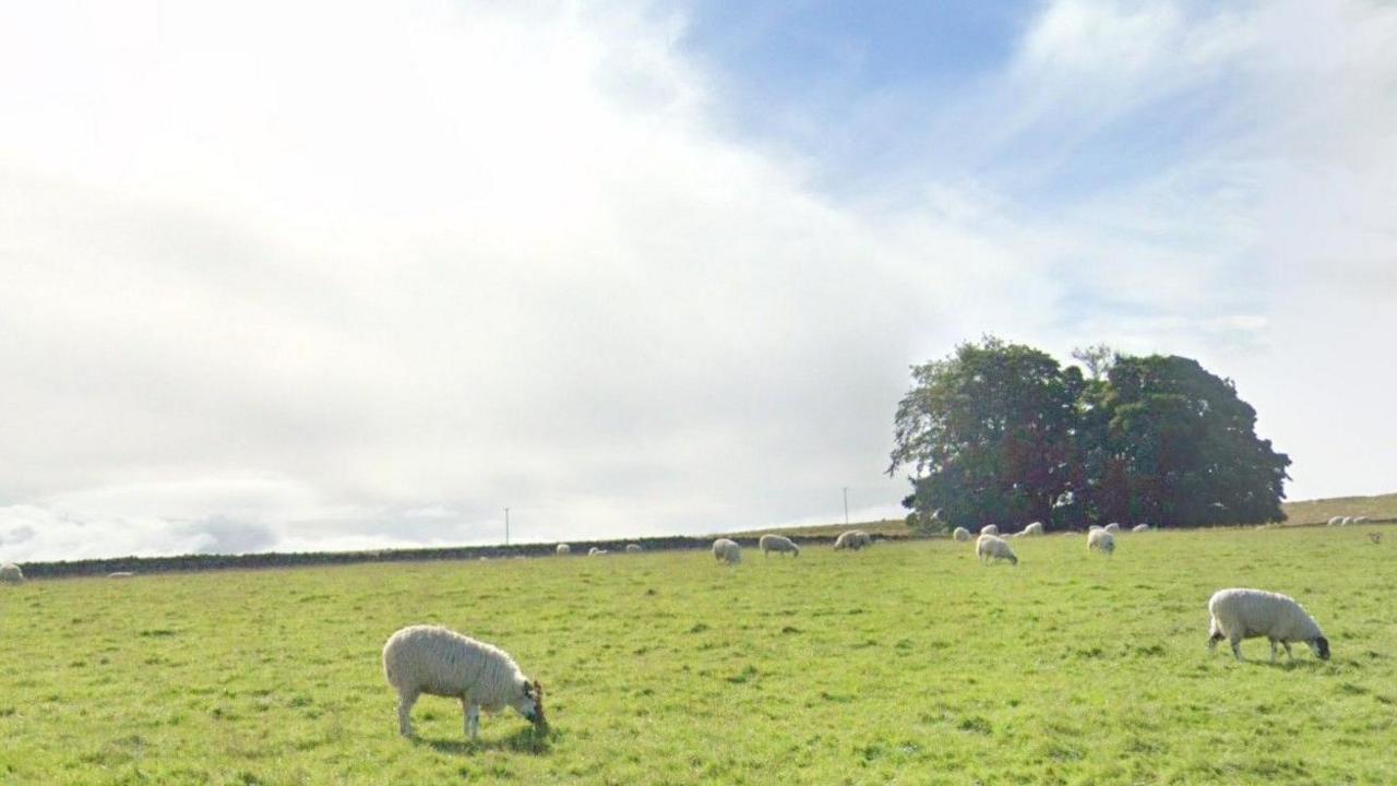 Sheep grazing in field with electricity pylons in the background