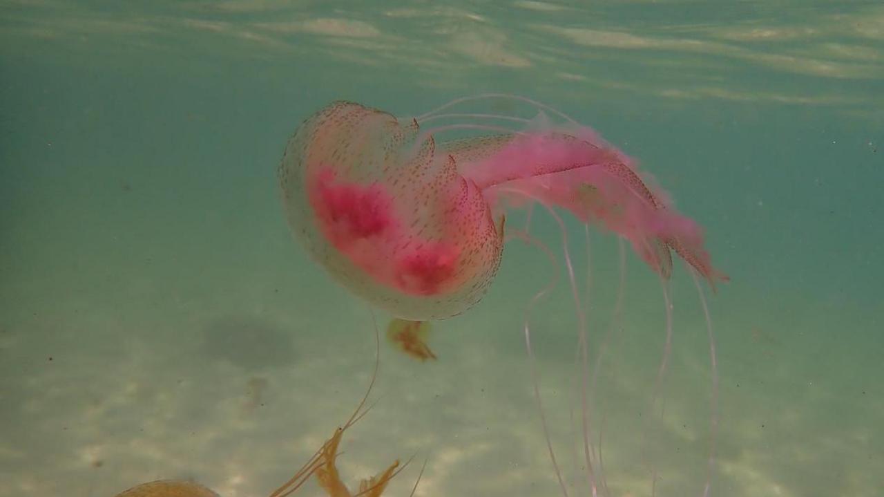 mauve stinger jellyfish - a purple looking jellyfish in the sea